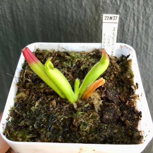 RARE carnivorous plants for sale: Heliamphora Ciliata (Lowland) ex Wistuba * Clone D