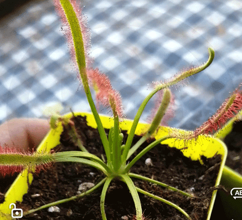 SPRING 2023 ☀️ 24 Plant VALUE PACK:  Sundew SGS309 🌱 7.5cm Potted > Limited release!