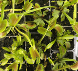 Venus fly traps and other carnivorous plants for wholesale_Buy discount value boxes online South Africa