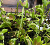 Venus fly traps and other carnivorous plants for wholesale_Buy discount value boxes online South Africa