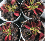 Buy in bulk * Venus fly traps for sale * Wholesale carnivorous plants South Africa