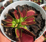 Buy in bulk * Venus fly traps for sale * Wholesale carnivorous plants South Africa