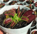 Buy in bulk * Venus fly traps for sale * Wholesale carnivorous plants South Africa