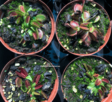 SPRING 2023 ☀️ 24 Plant VALUE PACK:  Venus Flytrap RTS148 🌱 7.5cm Potted > Limited release!