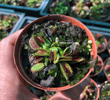 SPRING 2023 ☀️ 24 Plant VALUE PACK:  Venus Flytrap RTS148 🌱 7.5cm Potted > Limited release!
