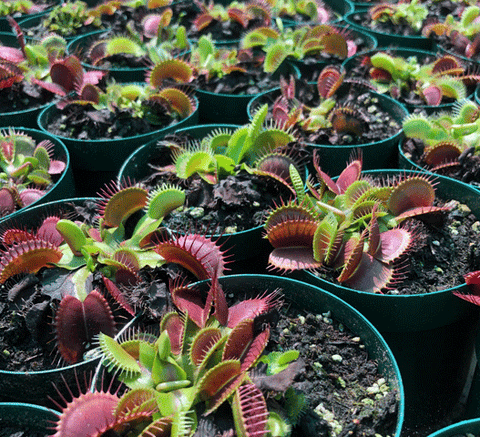 ☀️ 24 Plant VALUE PACK:  Venus Flytrap Mixed Giant RGL169 🌱 10cm Potted > Limited release!
