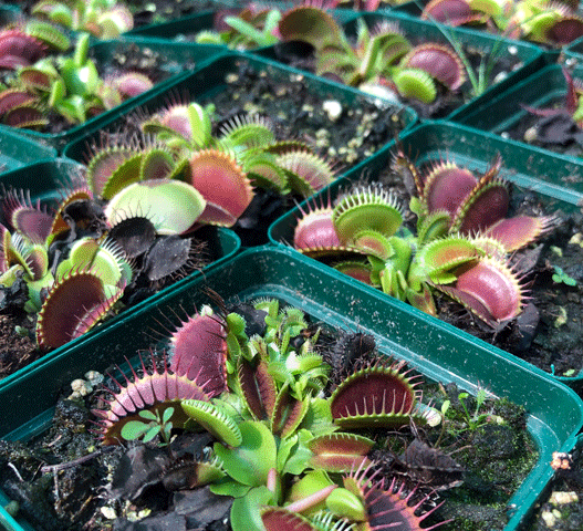 Venus Flytrap VALUE PACK (24 Plants) • XXL Red-Trap Giants • Limited Offer
