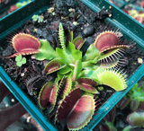☀️ 24 Plant VALUE PACK:  Venus Flytrap Mixed Giant SGL139 🌱 10cm Potted > Limited release!