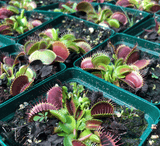 ☀️ 24 Plant VALUE PACK:  Venus Flytrap Mixed Giant SGL139 🌱 10cm Potted > Limited release!