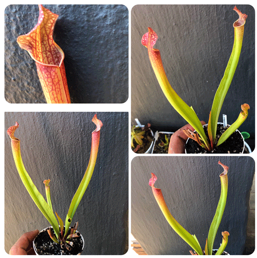 Buy Sarracenia Farnhamii ex Carniflora  * Specimen plant * Rare and collectables ~ Carnivorous plants for sale South Africa