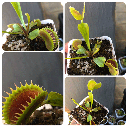 Buy Venus Fly Trap cv Flaming Lips ex Christian Klein * Specimen plant * Rare and collectables ~ Carnivorous plants for sale South Africa
