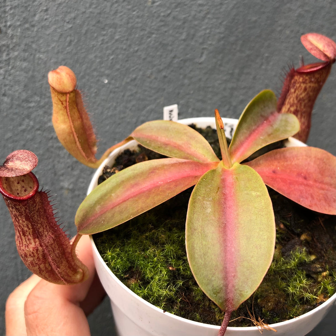 Nepenthes Miranda • Large growing tropical pitcher plant • Beginner-friendly for sale | Buy carnivorous plants and seeds online @ South Africa's leading online plant nursery, Cultivo Carnivores