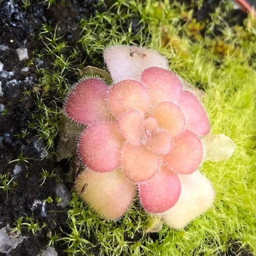 BUTTERWORT (Mexican): Pinguicula Agnata f. red leaf loc El lobo for sale | Buy carnivorous plants and seeds online @ South Africa's leading online plant nursery, Cultivo Carnivores