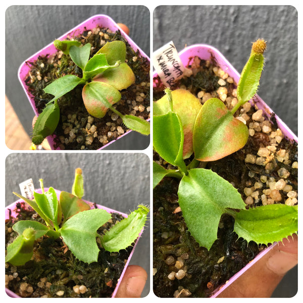 Nepenthes Truncata x Mira * Seedgrown * Collectors Import