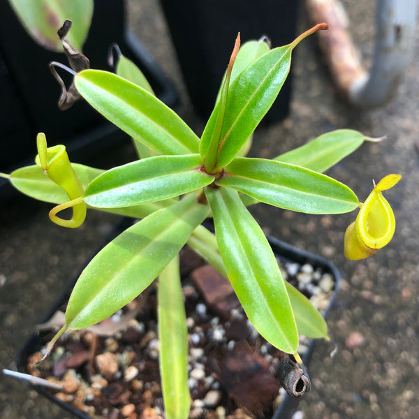Nepenthes Inermis • Rare Highland Species from Sumatra • Wistuba Clone 10