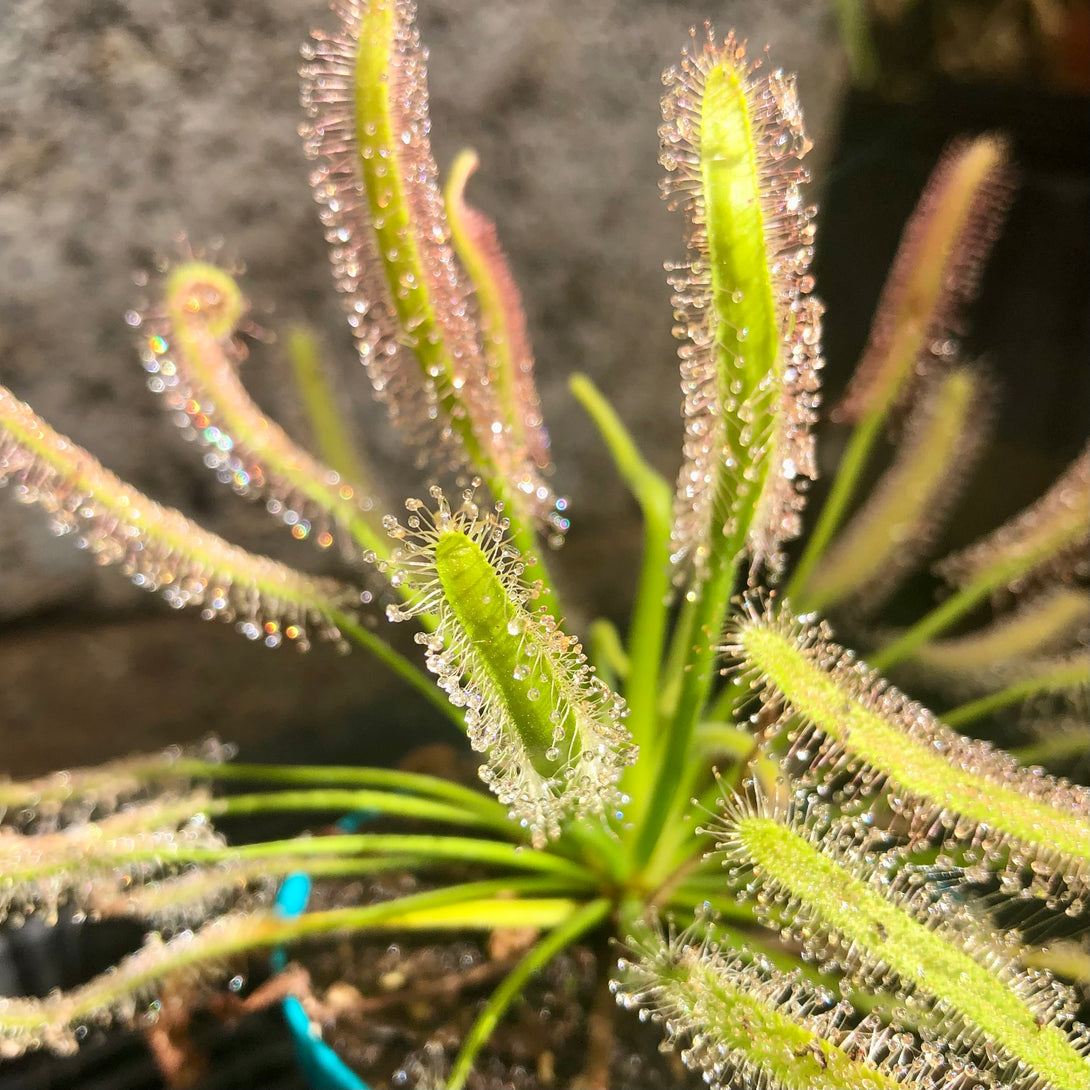 SUNDEW: Drosera Capensis f. Alba (various sizes) for sale | Buy carnivorous plants and seeds online @ South Africa's leading online plant nursery, Cultivo Carnivores