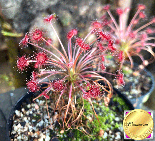 Drosera paradoxa (Mt. Fife, Kimberley, Australia) • Petiolaris Complex Sundew