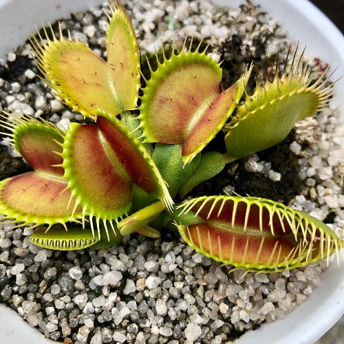 Buy online: Venus Fly Trap cv B52 XXL C.Klein * Rare and collectable carnivorous plants for sale South Africa