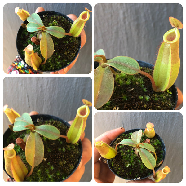 Nepenthes ampullaria x fusca • Seed grown tropical pitcher • Borneo exotics