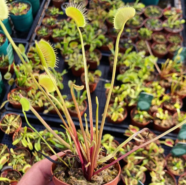 SEEDS: Venus Flytrap > Dionaea Muscipula "Big and Tall Mix" (Open Pollinated) * Fresh Harvest > Summer 23/24