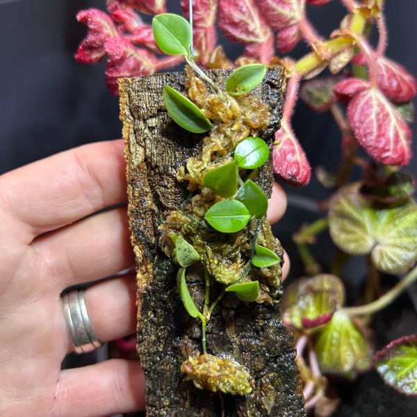 Zootrophion Hirtzii • Mini Orchid for Terrariums • Cork Bark Mount