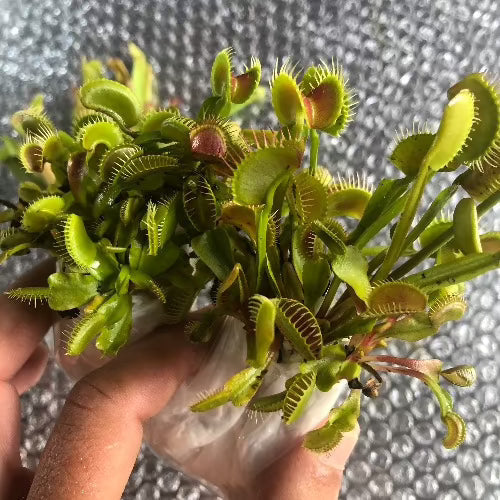 Venus fly traps and other carnivorous plants for wholesale_Buy discount value boxes online South Africa