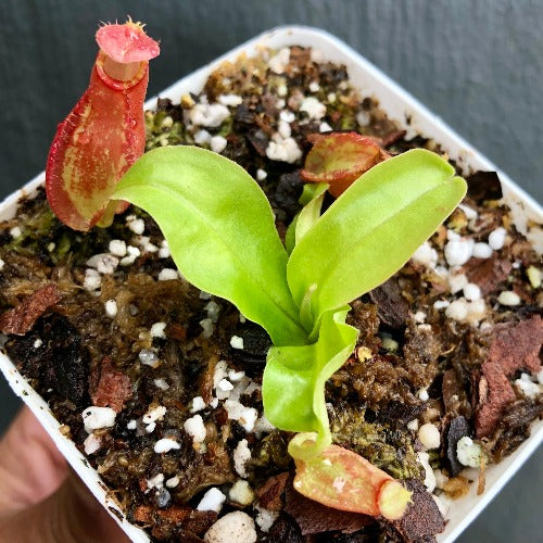 Nepenthes x Majin Bu from DIFLORA * Carnivorous plants for sale @ Cultivo Carnivores South Africa