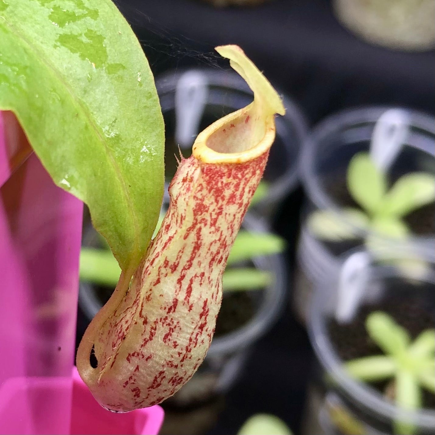 Nepenthes Mirabilis x Northiana – Buy this easy hybrid in South