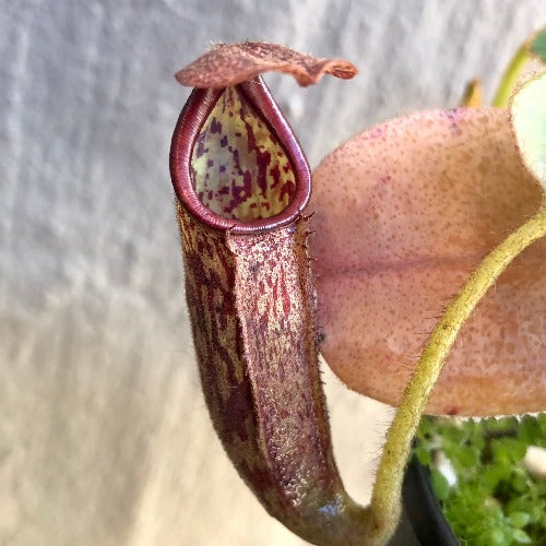 TROPICAL PITCHER PLANT 🌟 Nepenthes Glandulifera x Eymae (Kato.) * Wistuba
