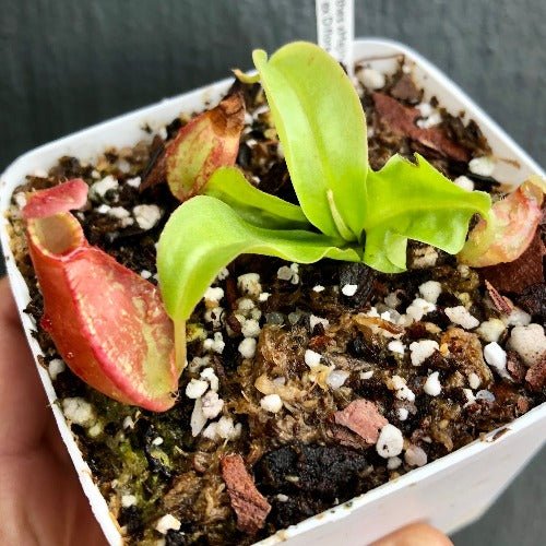 Nepenthes x Majin Bu from DIFLORA * Carnivorous plants for sale @ Cultivo Carnivores South Africa