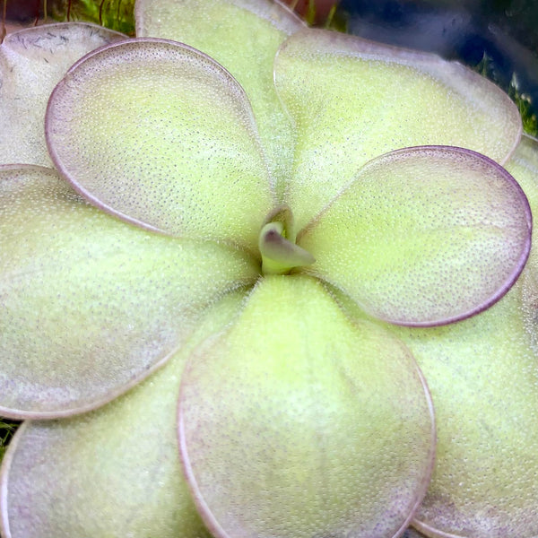Pinguicula hemiepiphytica × cyclosecta • Flowering size • BCP clone