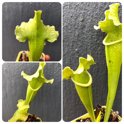 Sarracenia Mitchelliana All Green ex C. Klein * Specimen plant * Rare and collectables ~ Carnivorous plants for sale South Africa