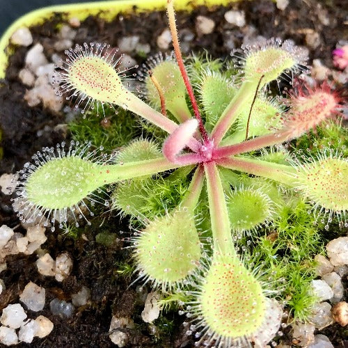 SUNDEW: Drosera Collinsiae (The Collins Sundew) for sale | Buy carnivorous plants and seeds online @ South Africa's leading online plant nursery, Cultivo Carnivores
