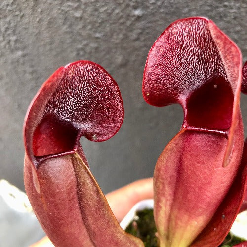 Buy online: Sarracenia Swaniana Red * C.Klein * Carnivorous plants for sale South Africa