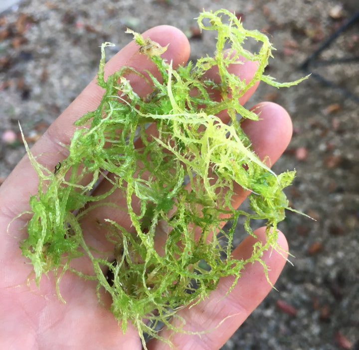 Buy Ultra Rare Live Sphagnum Moss Strands Online in South Africa ...