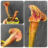 Buy Sarracenia Catesbaei seedgrown * Specimen plant * Rare and collectables ~ Carnivorous plants for sale South Africa