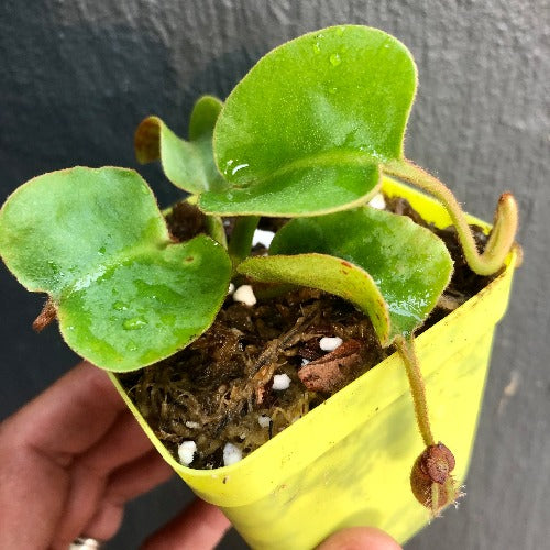 Ultra Rare * Nepenthes aff. Nebularum loc SE Mindanao, Philippines * Carnivorous plants for sale South Africa