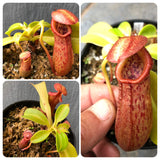 Whatsapp RARE & COLLECTABLES Sale (BN14/13) 🌟 Nepenthes Ventricosa x Robcantleyi ex Borneo Exotics * Special Import 🌱 Potted