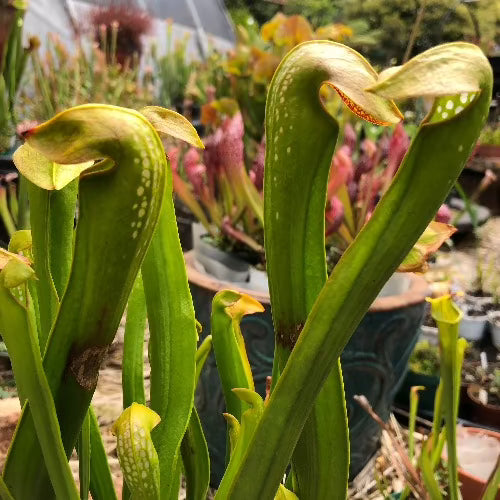 Sarracenia Minor var. okefenokeensis, Reading University MK M 18 * Seed grown