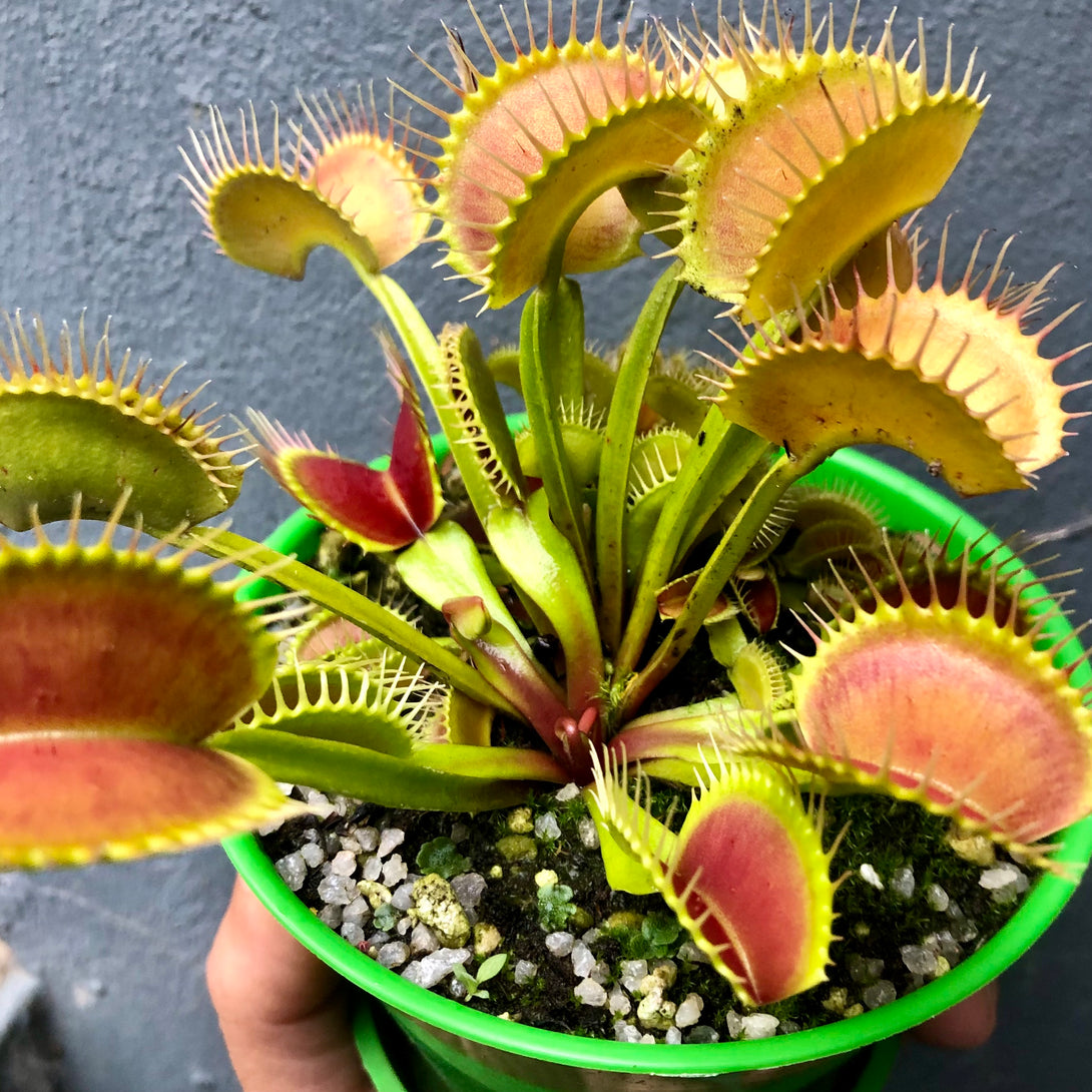 VENUS FLYTRAP 🌟 DM DC XL * Flytrapstore, USA 📏 7+yr old Mature, multi-crown plant 💎 Collectors Item > Exact plant pictured for sale | Buy carnivorous plants and seeds online @ South Africa's leading online plant nursery, Cultivo Carnivores