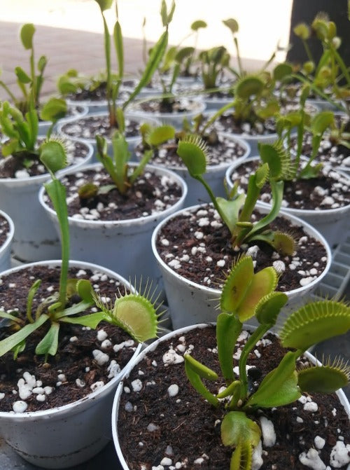 Buy in bulk 48-Plant BULK PACK Venus Flytrap Starter (Mixed giants ...