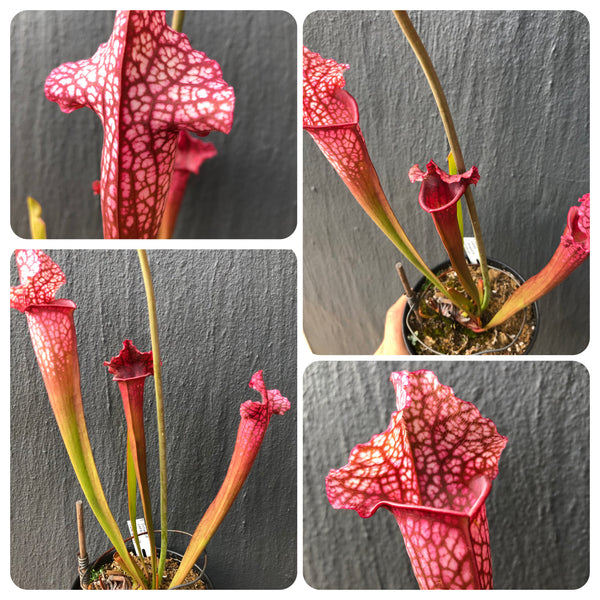 Sarracenia Juthatip Soper · Breeding Stock · Pink Hooded Trumpet