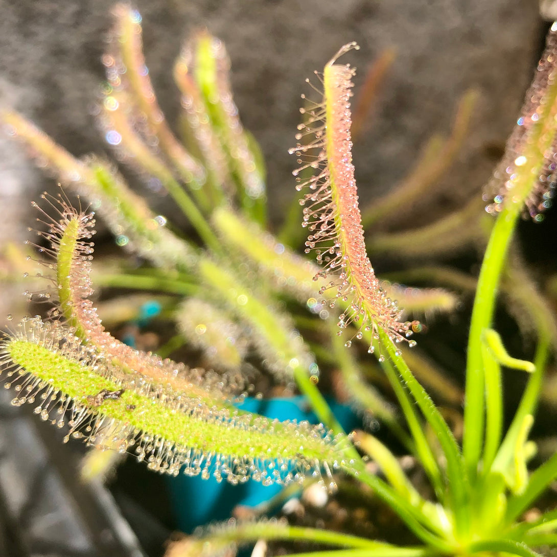 SUNDEW: Drosera Capensis f. Alba (various sizes) for sale | Buy carnivorous plants and seeds online @ South Africa's leading online plant nursery, Cultivo Carnivores