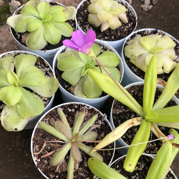 Mexican Butterwort Larger_Assorted carnivorous plants for beginners for sale * Buy online @ Cultivo Carnivores South Africa