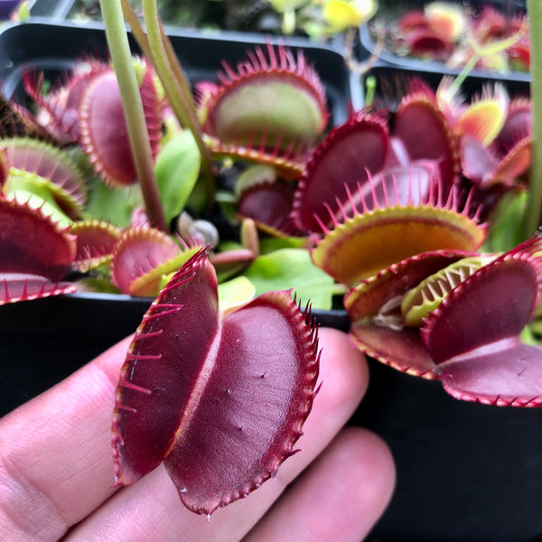 Venus Flytrap 'Red Purple' • Triffid Park, AUS Clone • XXL Flowering Size