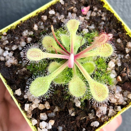 SUNDEW: Drosera Collinsiae (The Collins Sundew) for sale | Buy carnivorous plants and seeds online @ South Africa's leading online plant nursery, Cultivo Carnivores