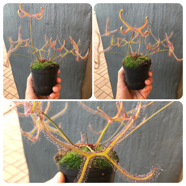 Drosera Binata ‘Marston’s Dragon’ · C.Klein · Giant forkleaf sundew