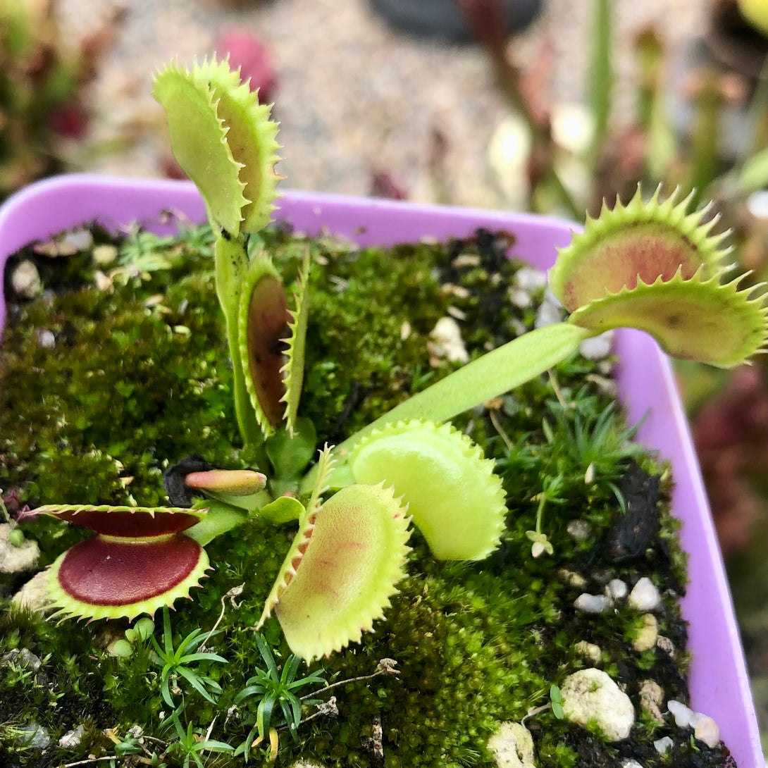 VENUS FLYTRAP 🌟 DM Flaming Lips * Flytrapstore, USA 💎 Collectors Item > Exact plant pictured for sale | Buy carnivorous plants and seeds online @ South Africa's leading online plant nursery, Cultivo Carnivores