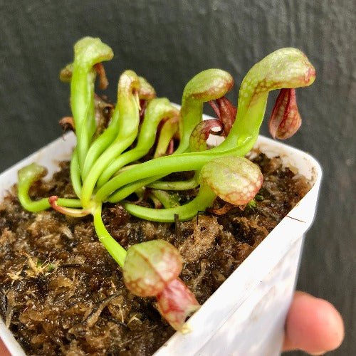 RARE! COBRA PLANT: Darlingtonia Californica loc Lone mountain Road * Carnivorous plants for sale @ Cultivo Carnivores South Africa