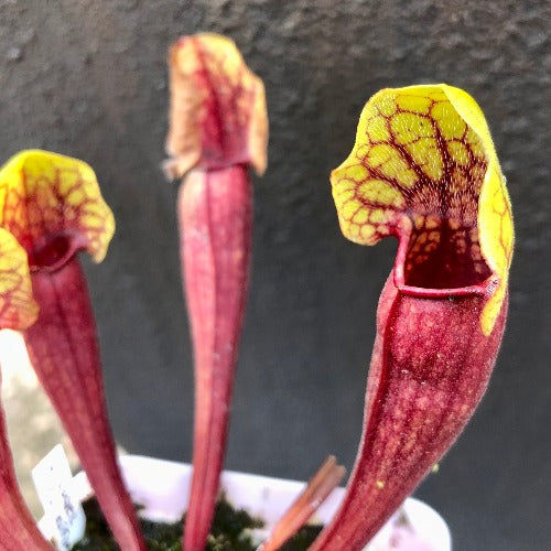 Sarracenia cv 'Vogel' for sale_Carnivorous trumpet pitcher plant for sale